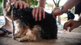 Chácara Silvestre recebe vacinação antirrábica 