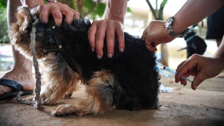 Chácara Silvestre recebe vacinação antirrábica Chácara Silvestre recebe vacinação antirrábica