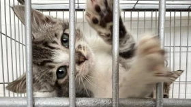 Praça Santa Terezinha recebe feira de adoção de animais