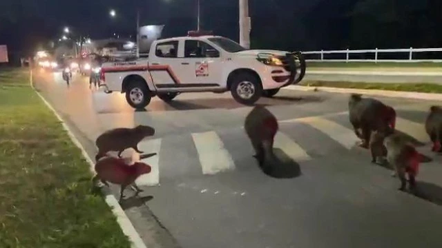 Defesa Civil de Taubaté é acionada após capivaras invadirem estrada