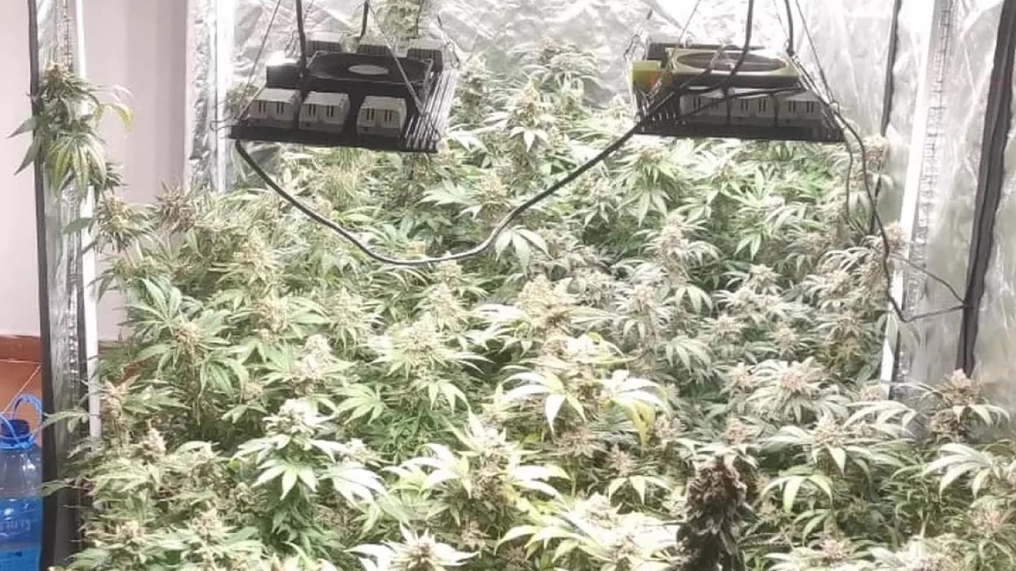 Polícia Civil descobre laboratório de maconha em Taubaté