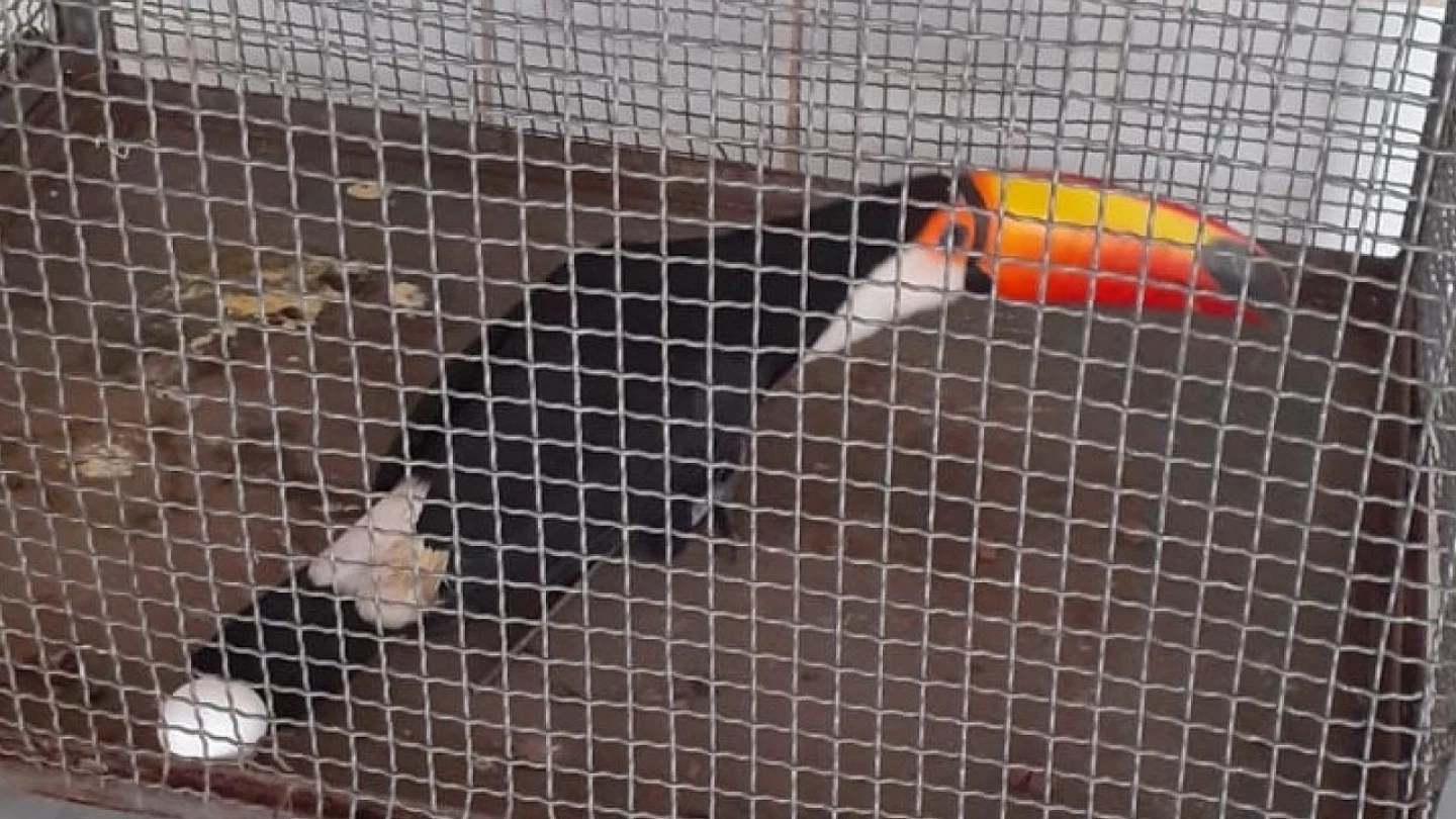 Defesa Civil de Taubaté registra 77 resgates a animais no 1º semestre
