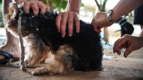 Taubaté promove vacinação antirrábica no Esplanada Santa Terezinha