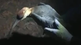 Garça do mato é resgatada pela Defesa Civil de Taubaté