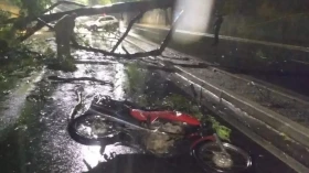 Árvore de grande porte cai sobre motociclista em Taubaté