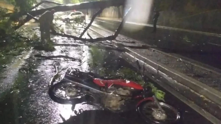 Árvore de grande porte cai sobre motociclista em Taubaté Árvore de grande porte cai sobre motociclista em Taubaté