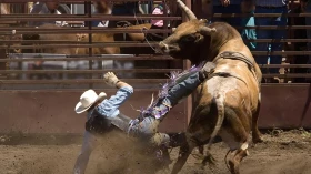 Vereador retira projeto que acabava com proibição de rodeios em Taubaté Vereador retira projeto que acabava com proibição de rodeios em Taubaté
