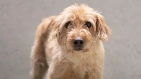 ONG promove feira de adoção de animais do CCZ de Taubaté