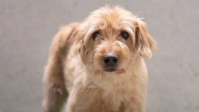 ONG promove feira de adoção de animais do CCZ de Taubaté
