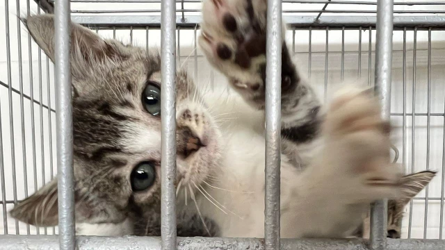 Feira de adoção de animais é destaque na Praça Santa Terezinha