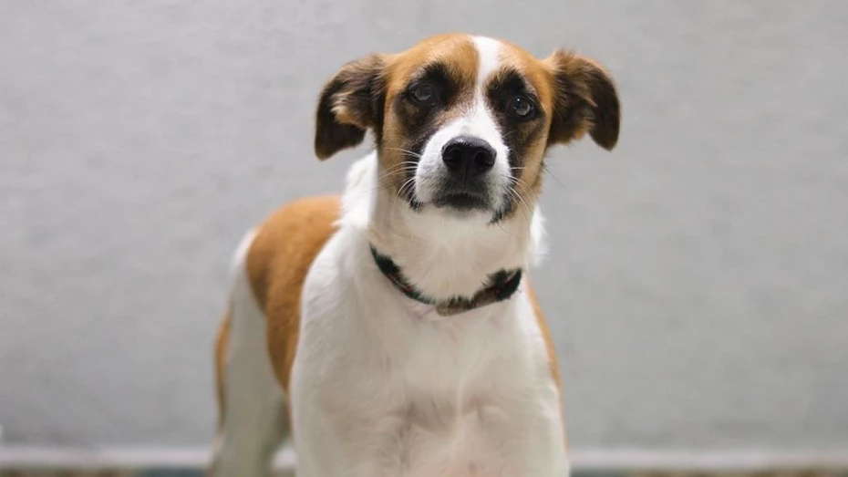 ONG promove feira de adoção de cães e gatos em Taubaté