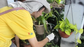  Aedes aegypti: Região do Jardim das Nações traz índice mais elevado