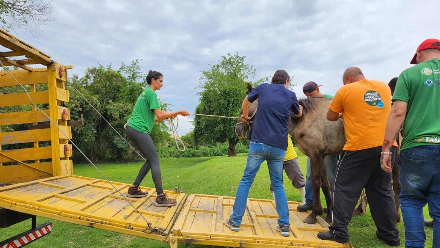 Cavalo em situação de maus-tratos é resgatado pelo CCZ de Taubaté