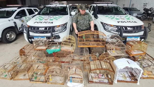Aves silvestres são resgatadas de cativeiros em Taubaté