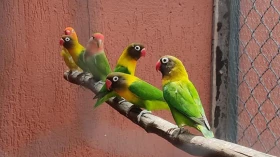 Aves exóticas e nativas são apreendidas em casa no Jardim das Nações