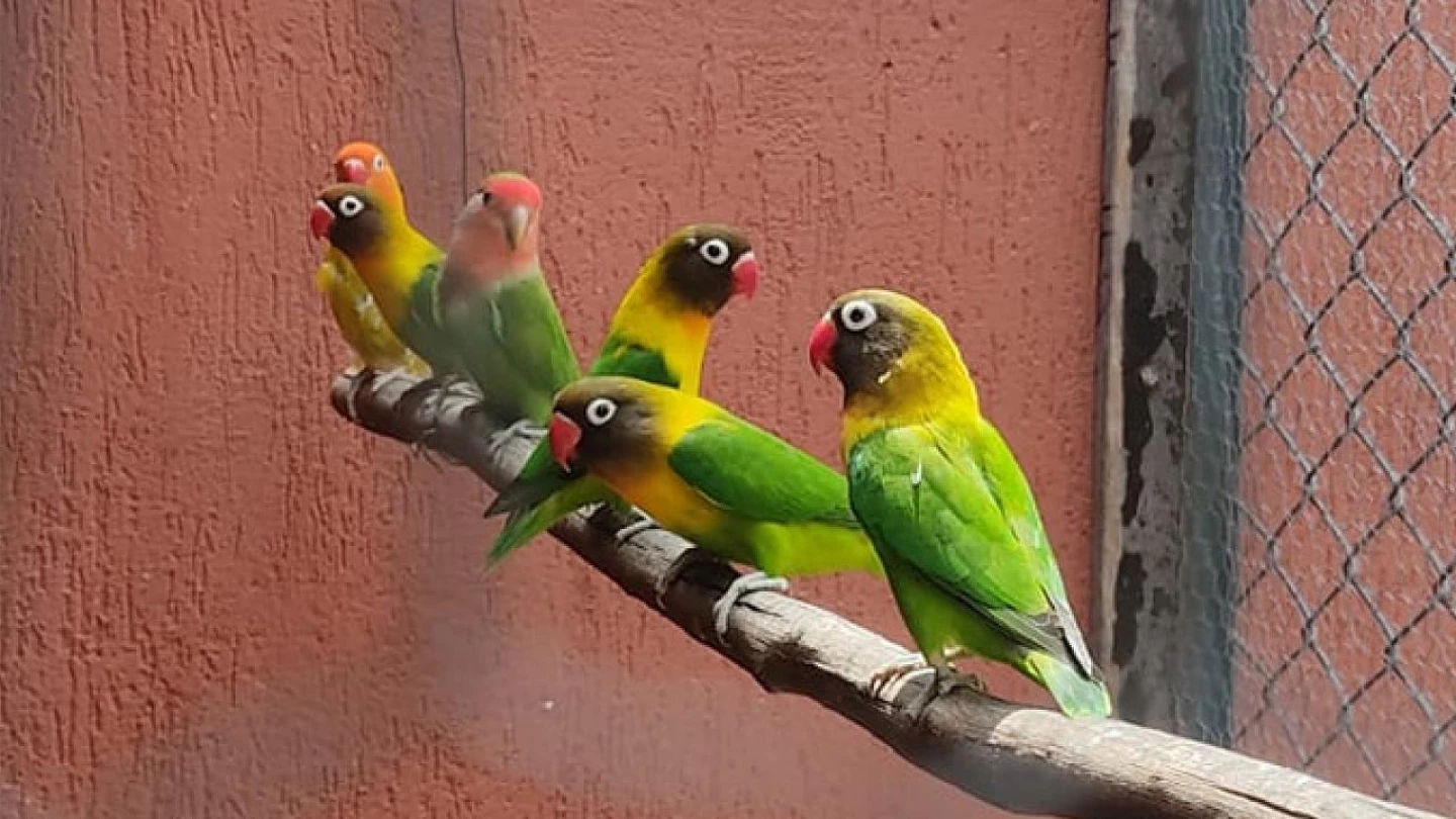 Aves exóticas e nativas são apreendidas em casa no Jardim das Nações
