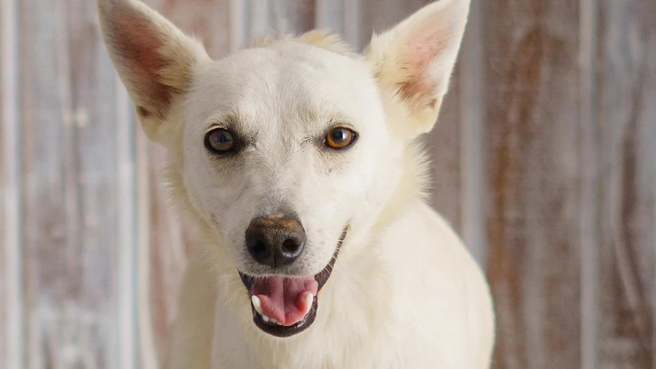 Feira de adoção de animais é destaque em loja de Taubaté