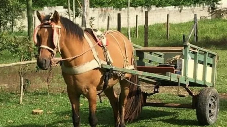 Carroças com animais serão proibidas em Taubaté