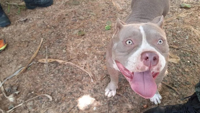 Homem é multado por manter cães em situação de maus-tratos em Taubaté