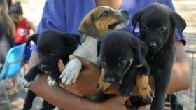 Lei “Programa Empresa Amiga dos Animais” é sancionada em Taubaté