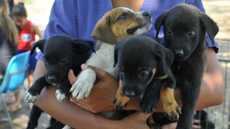 Lei “Programa Empresa Amiga dos Animais” é sancionada em Taubaté