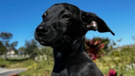 CCZ realiza feira de adoção de animais em Taubaté CCZ realiza feira de adoção de animais em Taubaté