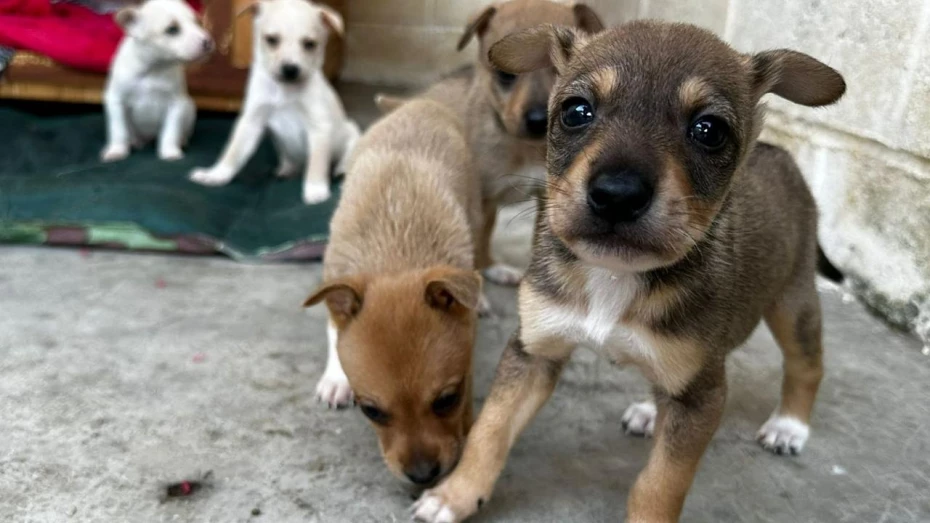 CCZ de Taubaté promove Feira de adoção de animais e microchipagem 