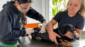 Três bairros de Taubaté recebem etapa da vacinação antirrábica Três bairros de Taubaté recebem etapa da vacinação antirrábica