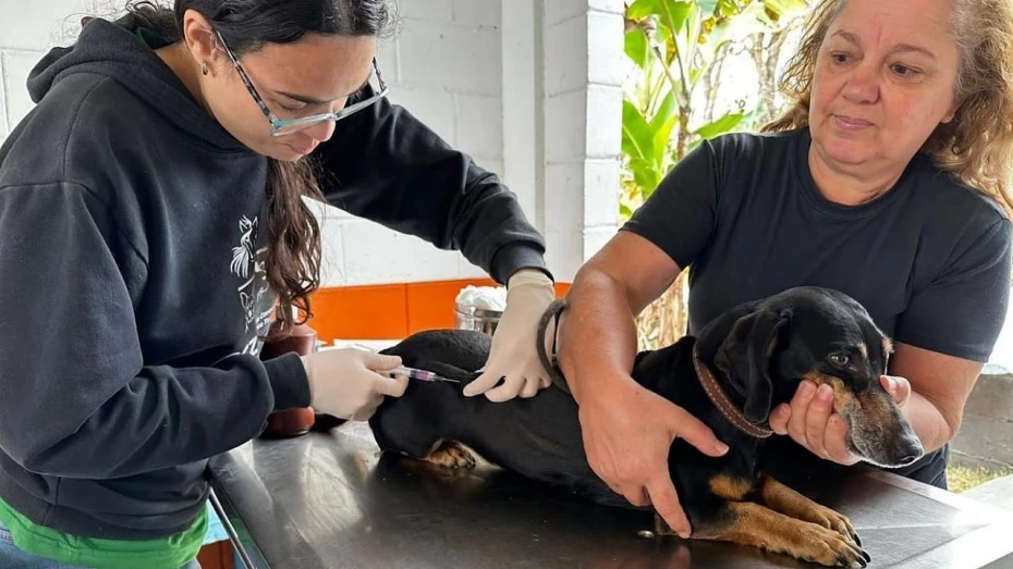 Três bairros de Taubaté recebem etapa da vacinação antirrábica