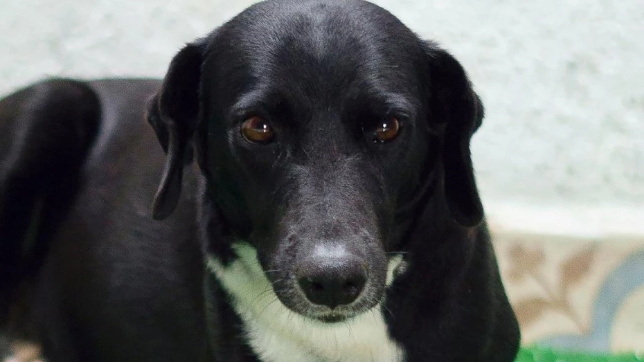 ONG Chico Pata promove feira de adoção de cães e gatos