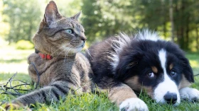 Antirrábica: vacinação de cães e gatos chega ao bairro Vila São José