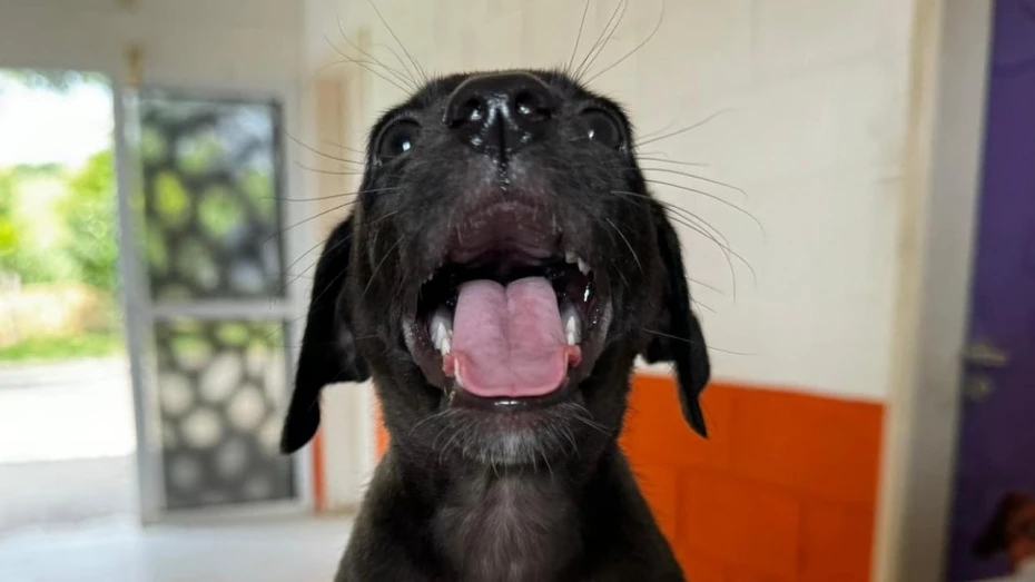 Praça Santa Terezinha em Taubaté recebe feira de adoção de animais