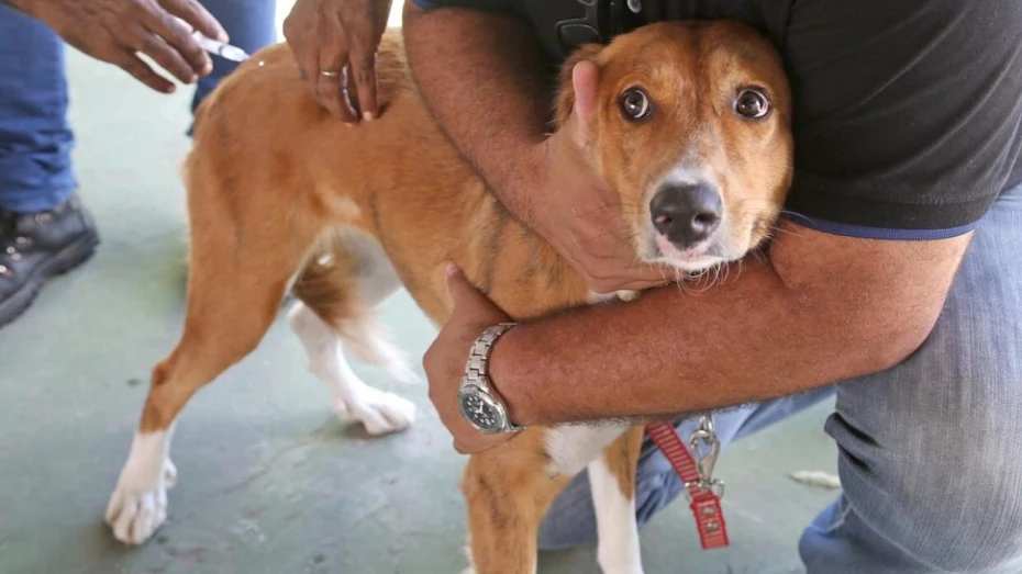 Taubaté promove vacinação antirrábica para pets de todo município 