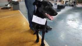 Hospital Veterinário de Taubaté realiza mutirão de cirurgias 