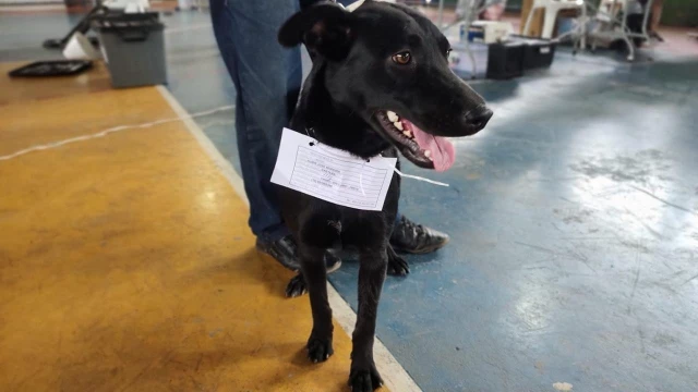Hospital Veterinário de Taubaté realiza mutirão de cirurgias 