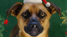 Feira de adoção traz animais do CCZ de Taubaté Feira de adoção traz animais do CCZ de Taubaté