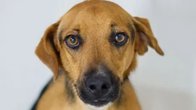 Feira de adoção de animais realiza primeira edição de 2024 em Taubaté