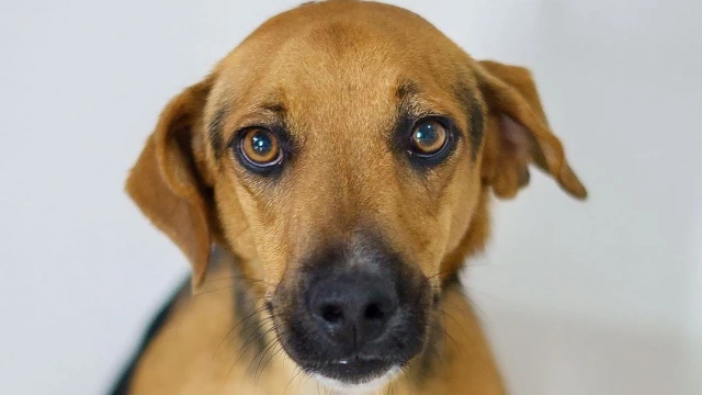 Feira de adoção de animais realiza primeira edição de 2024 em Taubaté