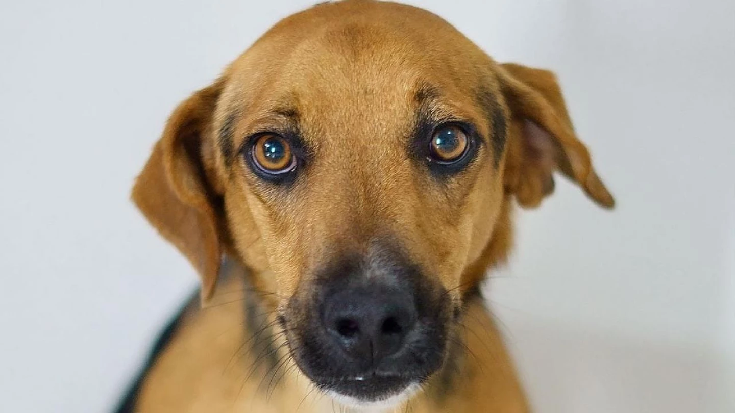 Feira de adoção de animais realiza primeira edição de 2024 em Taubaté