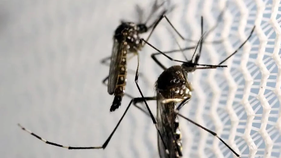 Dengue: Brasil tem 12 mortes e mais de 120 mil casos prováveis Dengue: Brasil tem 12 mortes e mais de 120 mil casos prováveis
