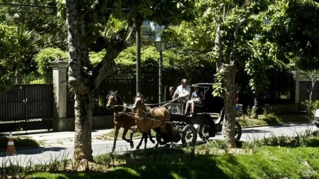 Taubaté terá canal para receber denúncias sobre veículos de tração animal