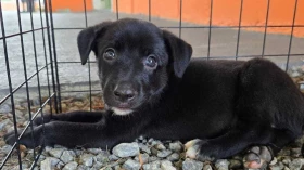 Taubaté recebe nova feira de animais do CCZ