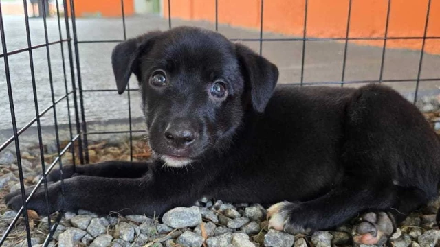 Taubaté recebe nova feira de animais do CCZ