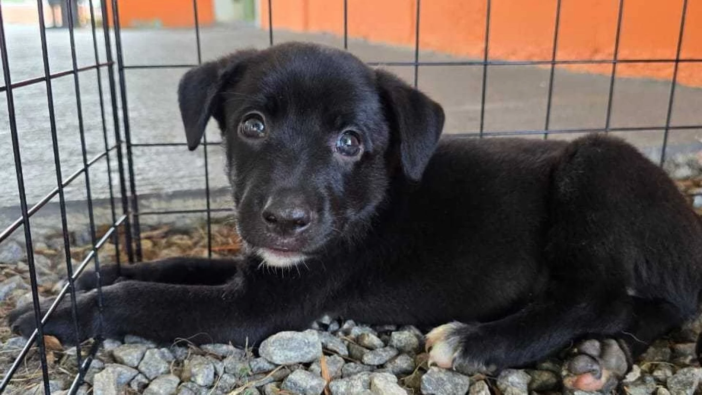 Taubaté recebe nova feira de animais do CCZ