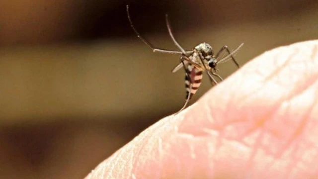 Dengue: Taubaté ultrapassa 2 mil casos confirmados
