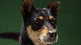 Feira coloca dez animais para adoção em Taubaté