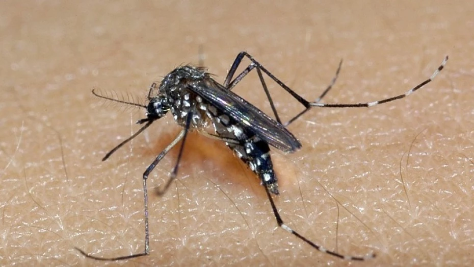 Taubaté confirma morte de mais dois idosos por dengue Taubaté confirma morte de mais dois idosos por dengue