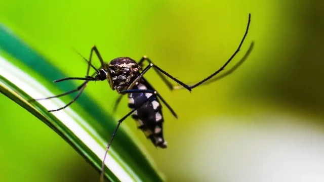 Cientistas desenvolvem armadilha para combater o mosquito da dengue