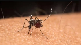 Taubaté registra 30 mortes causadas pela dengue