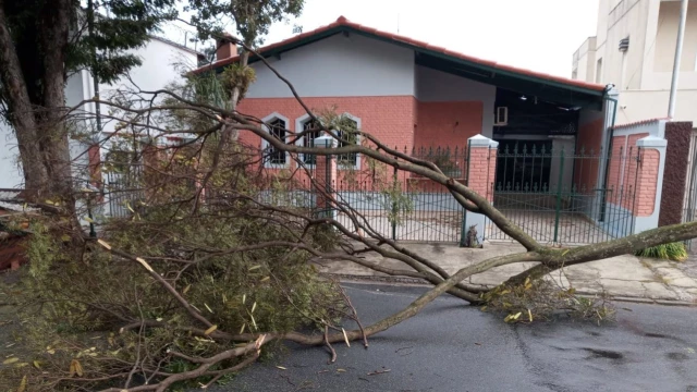 Frente fria causa queda de árvores em vários pontos de Taubaté